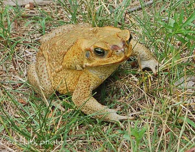 Bufo marinus (Rhinella marina)  Cane Toad07.jpg